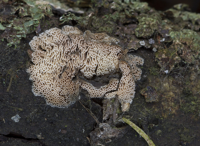 Ceriporiopsis pseudogilvescens